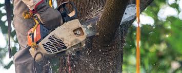 How Our Tree Care Process Works  in  Healdton, OK