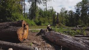 Best Hazardous Tree Removal  in Healdton, OK