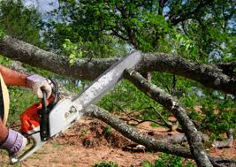 Best Palm Tree Trimming  in Healdton, OK