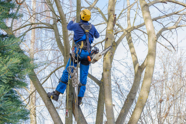 Best Tree Cabling and Bracing  in Healdton, OK