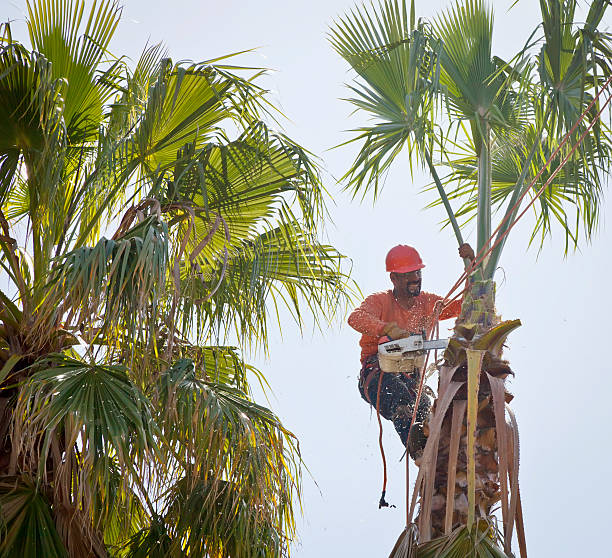 Best Tree Preservation Services  in Healdton, OK