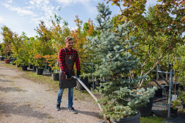 Best Tree Trimming and Pruning  in Healdton, OK
