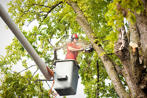 Best Tree Removal  in Healdton, OK