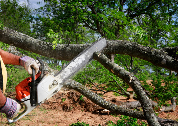 Trusted Healdton, OK Tree Services Experts